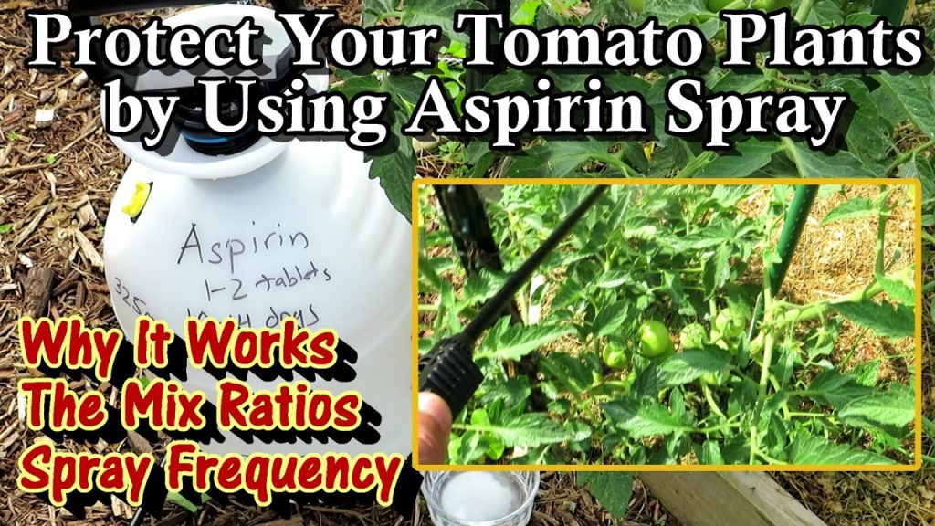 How to Use Asprin in Your Vegetable Garden