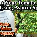 How to Use Asprin in Your Vegetable Garden
