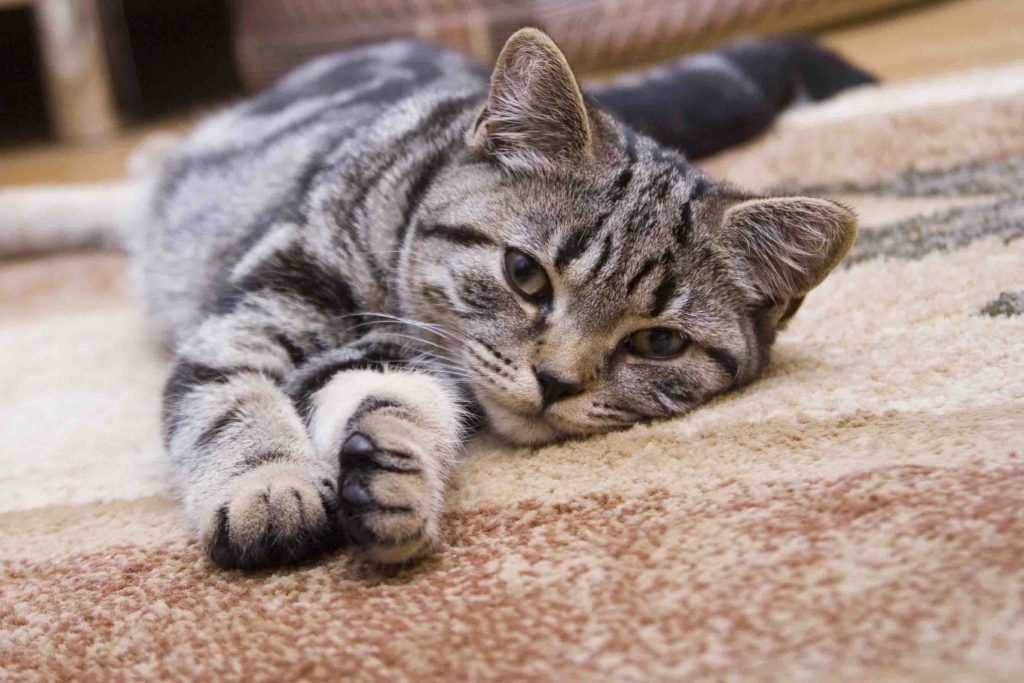 5 Best Rugs for Cats Who Scratch – Durable & Pet-Friendly Picks