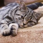 5 Best Rugs for Cats Who Scratch – Durable & Pet-Friendly Picks